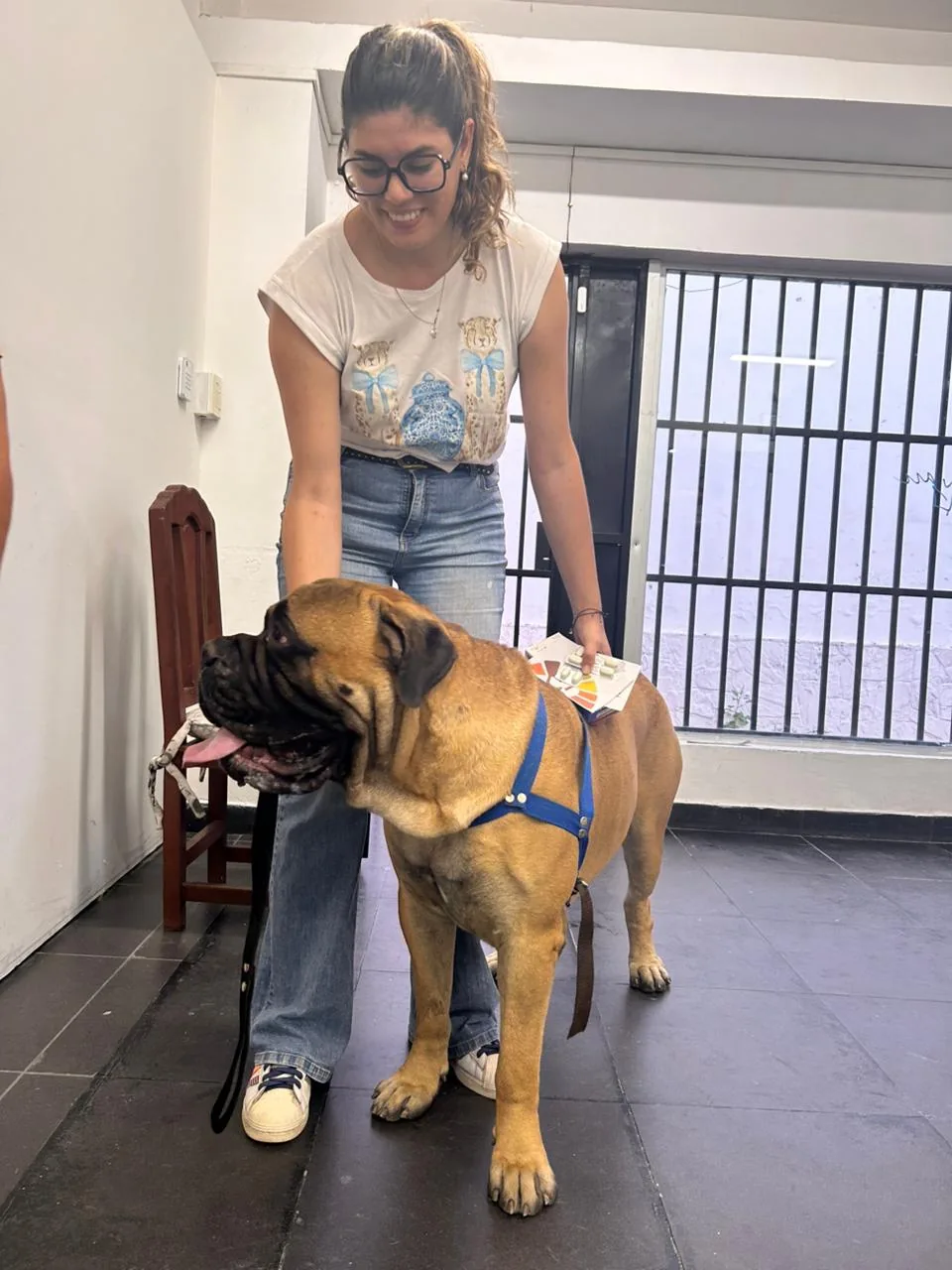 Bulldog con su cuidadora