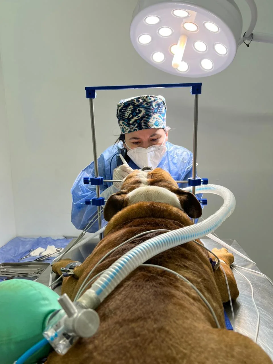 Cirugía a bulldog en mesa de anestesia