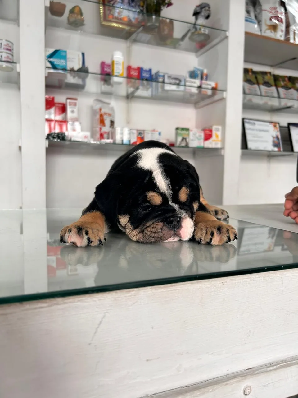 Bulldog braquicéfalo en consulta